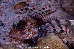 Lion fish by Vittorio Durante 